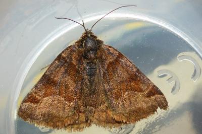 <i>Euclidia glyphica</i>