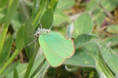 <i>Callophrys rubi</i>