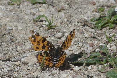 <i>Araschnia levana</i>