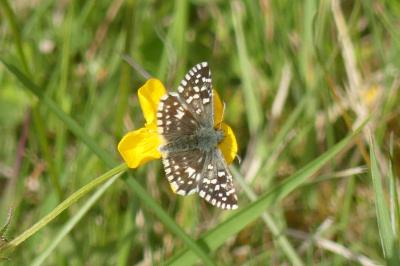 <i>Pyrgus malvae</i>
