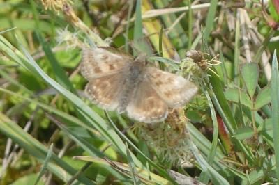 <i>Erynnis tages</i>