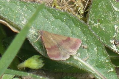 <i>Phytometra viridaria</i>