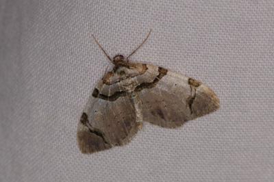 <i>Anticlea derivata</i>
