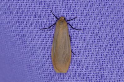 <i>Wittia sororcula</i>