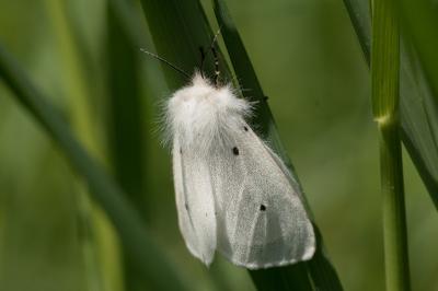 <i>Diaphora mendica</i>