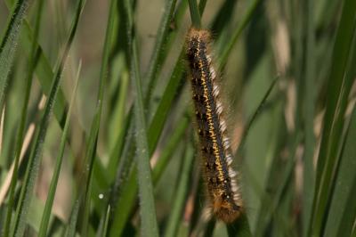 <i>Euthrix potatoria</i>