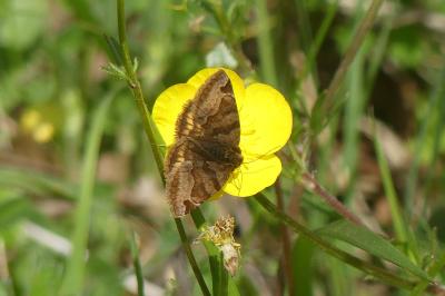 <i>Euclidia glyphica</i>