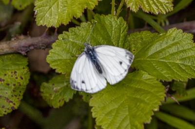 <i>Pieris napi</i>
