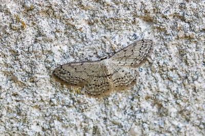 <i>Idaea seriata</i>