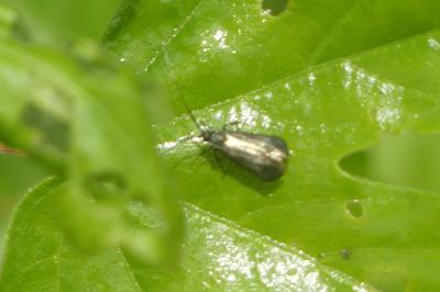 <i>Adela reaumurella</i>