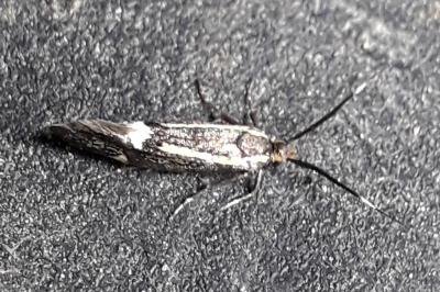 <i>Esperia sulphurella</i>