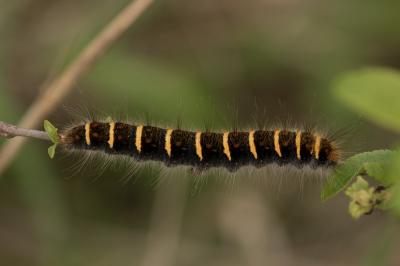 <i>Trichiura crataegi</i>