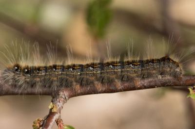 <i>Trichiura crataegi</i>