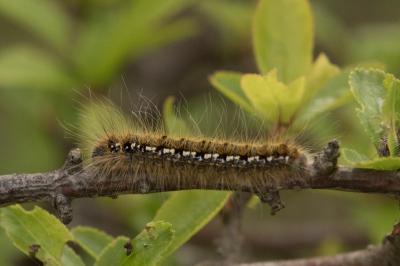 <i>Trichiura crataegi</i>