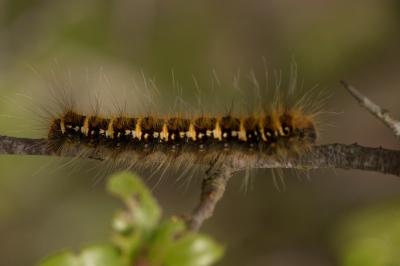 <i>Trichiura crataegi</i>