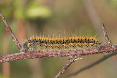 <i>Lasiocampa trifolii</i>
