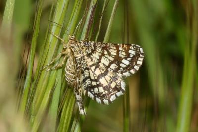 <i>Chiasmia clathrata</i>
