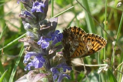 <i>Boloria dia</i>