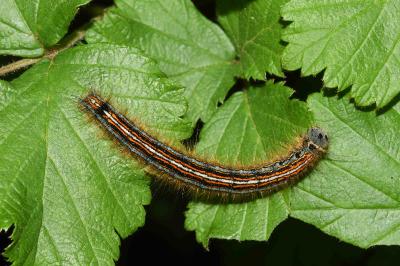 <i>Malacosoma neustria</i>
