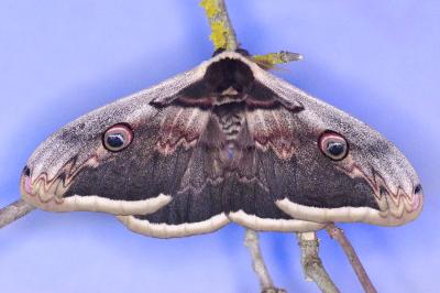 <i>Saturnia pyri</i>