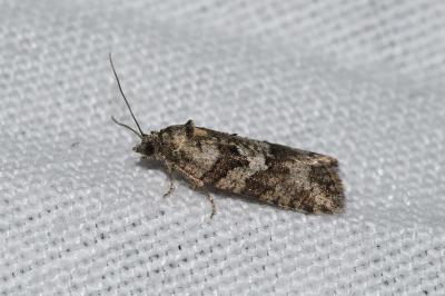 <i>Cnephasia</i>