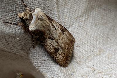 <i>Agrotis puta</i>