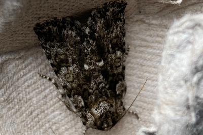 <i>Acronicta rumicis</i>