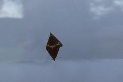 <i>Pyrausta aurata</i>