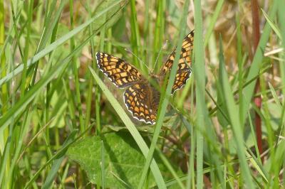 <i>Melitaea phoebe</i>