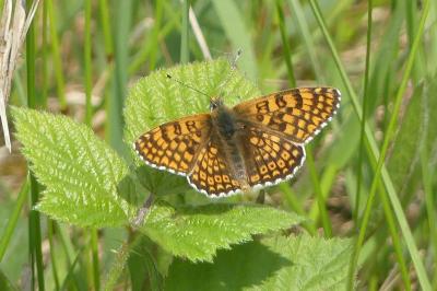 <i>Melitaea cinxia</i>