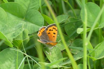 <i>Lycaena phlaeas</i>