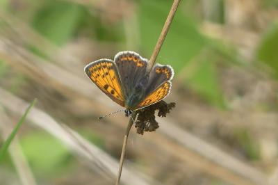 <i>Lycaena tityrus</i>