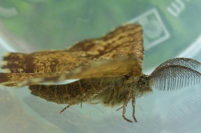 <i>Ematurga atomaria</i>