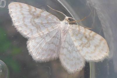 <i>Asthena albulata</i>
