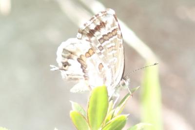 <i>Cacyreus marshalli</i>