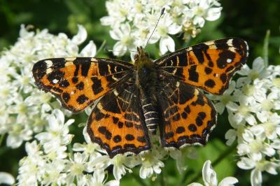 <i>Araschnia levana</i>
