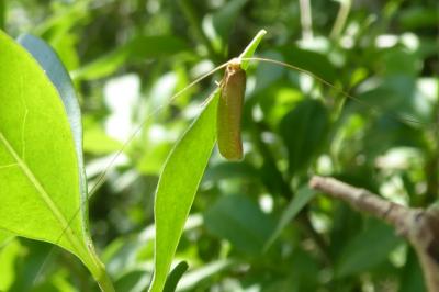 <i>Nematopogon swammerdamella</i>