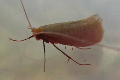 <i>Nematopogon swammerdamella</i>