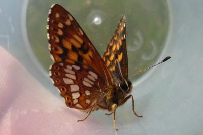 <i>Hamearis lucina</i>