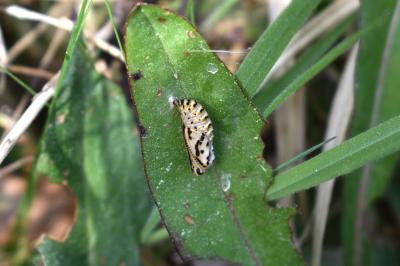 <i>Euphydryas aurinia</i>