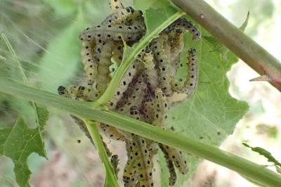 <i>Yponomeuta</i>