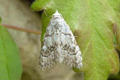<i>Nola confusalis</i>