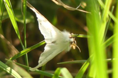 <i>Diaphora mendica</i>