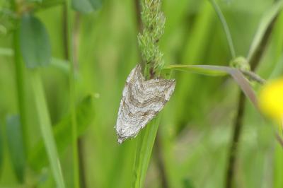 <i>Aplocera plagiata</i>