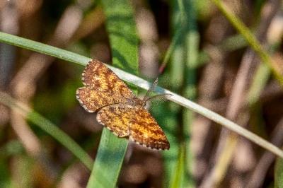 <i>Ematurga atomaria</i>