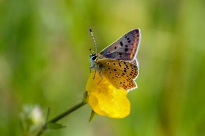 <i>Lycaena tityrus</i>