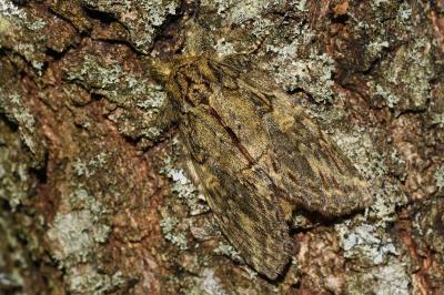 <i>Peridea anceps</i>
