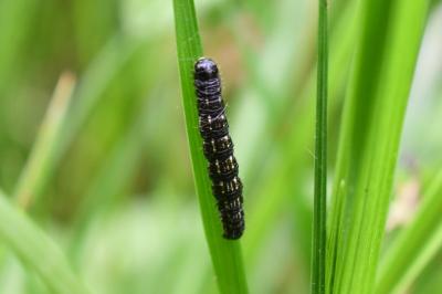 <i>Agriopis leucophaearia</i>