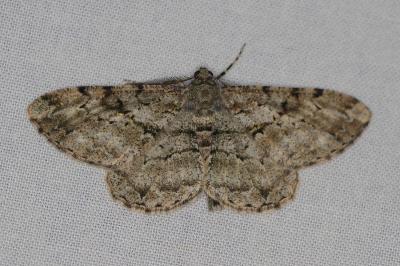 <i>Peribatodes rhomboidaria</i>