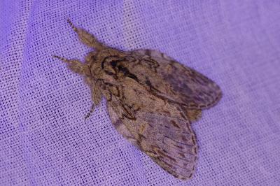 <i>Peridea anceps</i>